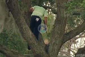 Sergio García arbol 2013