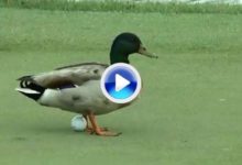 ¿Que ocurre cuando un pato te mueve la bola en el green? (VÍDEO)