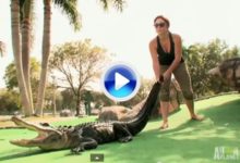 A los aligators también les gusta el Mini-Golf. Los Gators Boys tuvieron que ir al rescate (VÍDEO)