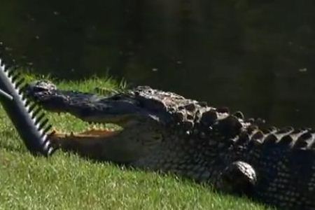 Un golfista pierde dos dedos por el ataque de un cocodrilo en Cancún |  OpenGolf | Noticias de Golf. Toda la Actualidad.