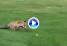 Un zorro ‘robabolas’ hace de las suyas en un campo de golf (VÍDEO)