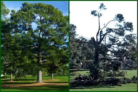 Árbol de Eisenhower: Antes y Después