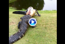 Vea esta espectacular pelea de cocodrilos en mitad de un campo de golf (VÍDEO)