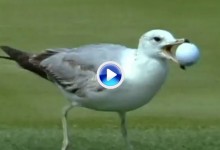 Cocodrilos, gaviotas, tortugas y ardillas «juegan» al golf. Vea los 10 momentos más divertidos (VÍDEO)