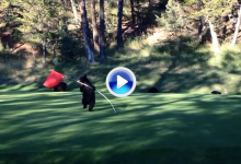 La danza del osezno en un campo de golf se convierte en viral en la red (VÍDEO)