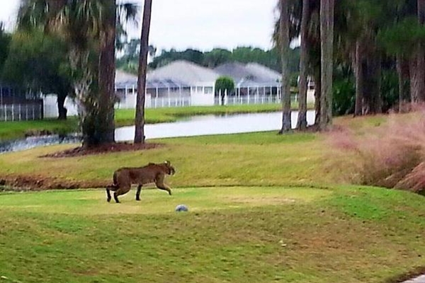 Lince en campo de golf