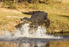 Un cocodrilo mata a un golfista en Sudáfrica en el Parque Nacional Kruger