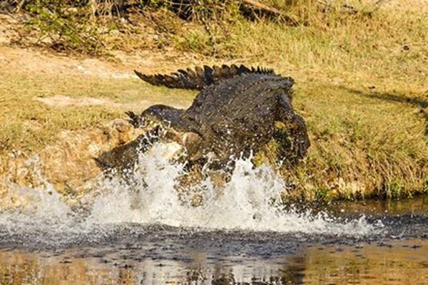 Crocodiles in Kruger national park
