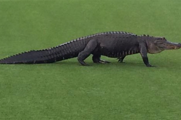 El animal cruzando la calle en el Valspar Championship. Foto: Brett Waldman