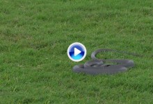 ¡Cuidado en el Zurich Classic! Una serpiente negra invade la calle del TPC Louisiana (VÍDEO)