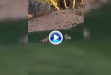 ¡Qué monos! Dos conejos juguetones, causantes de la interrupción de este encuentro de golf (VÍDEO)
