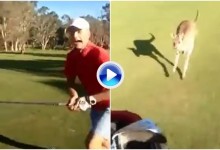 ¡Por los pelos! Un canguro salvaje atemoriza a los golfistas en un campo de golf australiano (VÍDEO)