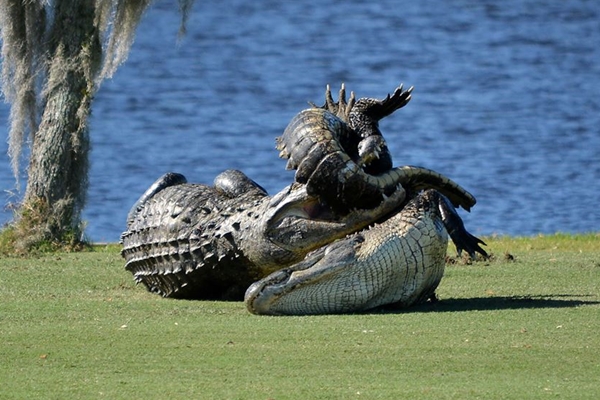 Goliath en plena pelea. Foto: Myakka Pines Golf Club