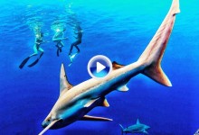 Michelle Wie disfruta de sus vacaciones nadando entre tiburones en la costa de Hawái (VÍDEO)