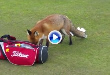 Este zorro a punto estuvo de robarle la cartera a un amateur en un campo de Irlanda (VÍDEO)