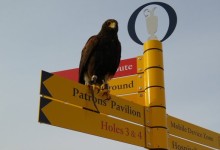 En Troon se pueden ver muchos birdies, algún eagle y varios halcones, pero… ninguna gaviota