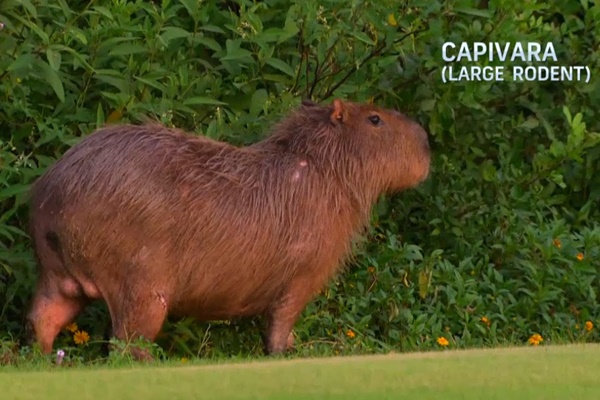 Los capibaras, de la familia de los conejillos de indias, se han hecho los auténticos dueños del Campo Olímpico. Foto: @GolfChannel