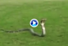 ¿Es eso una cobra real? Vaya sorpresa se encontraron estos amigos en el campo (VÍDEO)