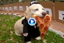 Un perro adivino amante de la pizza pronostica que Sergio saldrá campeón en el WGC de Austin (VÍDEO)