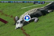 Esta semana el PGA tendrá unos espectadores muy especiales, sus ya conocidos cocodrilos (VÍDEO)