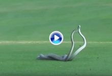 Una golfista graba la pelea de dos peligrosísimas serpientes en mitad de un campo de golf (VÍDEO)