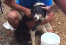 El perro de un campo de Nueva York vuelve al tajo tras ser rescatado de una tubería de desagüe