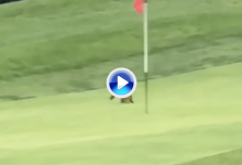 ¡Cuidado con el zorro! Este simpático animal le robó la bola a un aficionado en pleno green (VÍDEO)
