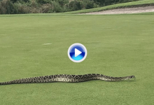 Un jugador de Florida se quedó sin patear por culpa de una serpiente de más de dos metros (VÍDEO)