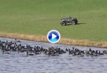 Utilizan coches y barcos por control remoto para ahuyentar a las fochas en los campos (VÍDEO)