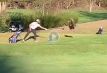 Este aficionado se vio sorprendido por el ataque de un ¡¡pavo!! mientras jugaba al golf en el campo