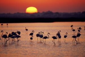 Parque Natural Doñana, Turismo Andalucia, Andalucia,