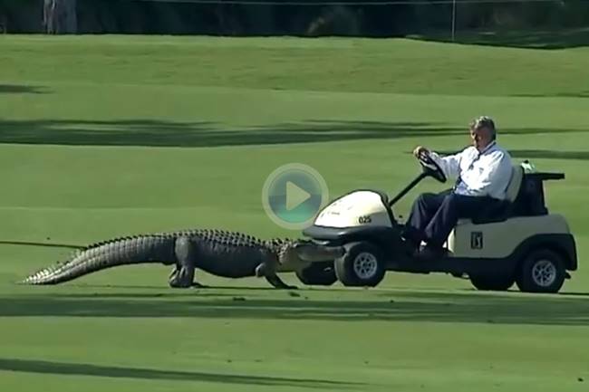 El cocodrilo Trípode en el TPC Louisiana