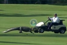 El PGA tendrá a unos espectadores muy especiales esta semana: los cocodrilos que habitan en el lugar