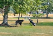 ¡El Golf salvó su vida! Un jugador se libra del ataque de un oso salvaje gracias a su bolsa de palos