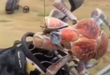 ¡Ver para creer! Un cangrejo gigantesco parte un palo de golf por la mitad en un campo australiano
