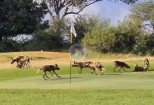 Una manada de perros salvajes irrumpe en un campo de golf ante la mirada de su greenkeeper