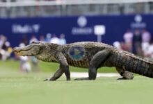 Golfistas y caimanes conviven esta semana en el Zurich Classic y este vídeo es una muestra de ello