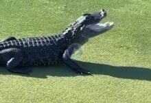 ¡Qué rico! Este caimán se tomó un snack en forma de bola de Golf en un campo de Golf de Florida