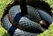 Golfistas australianos descubren una serpiente mortal escondida en el agujero de una bandera