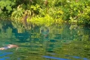 Corales Puntacana Championship, Puntacana Resort, Videos PGA Tour, Emiliano Grillo,