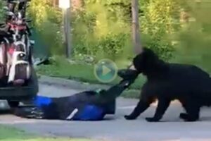 Vídeos de Golf, Golf y animales,