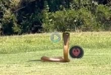 Una golfista se encuentra en el tee una cobra altamente venenosa mientras jugaba unos hoyos