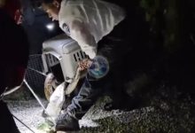 La policía captura una serpiente de 3 m. en un campo de Florida… ¡con ayuda de palos de golf!
