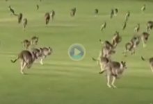 Una estampida de cientos de canguros sorprende a unos golfistas en un campo de golf en Australia
