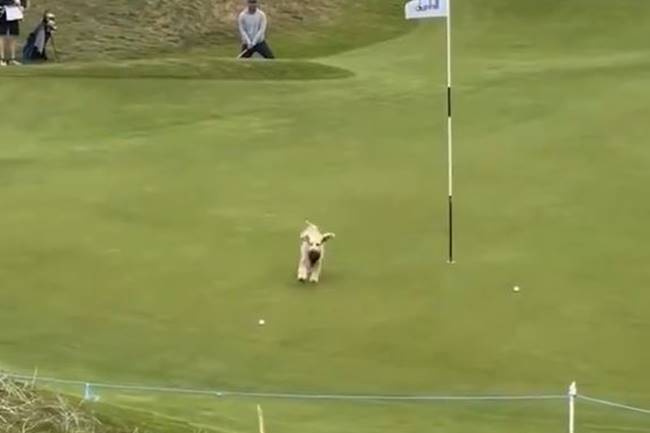 Un perro le roba la bola a Gareth Bale cuando la tenía en el green en la tercera jornada del Dunhill