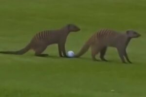 DPWT, Videos de Golf,Nedbank Golf Challenge,