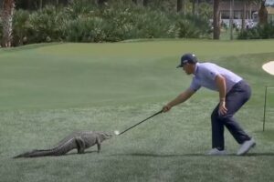 Billy Horschel, PGA National, Cognizant Classic, Alligators Golf, Caimán Campo Golf, Vídeos de Golf,