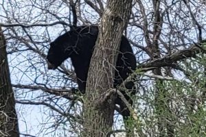Oso en campo de golf, Rolling Meadows,