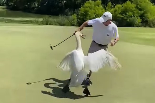 Animales en Golf, Ataque Cisne, Vídeos de Golf,