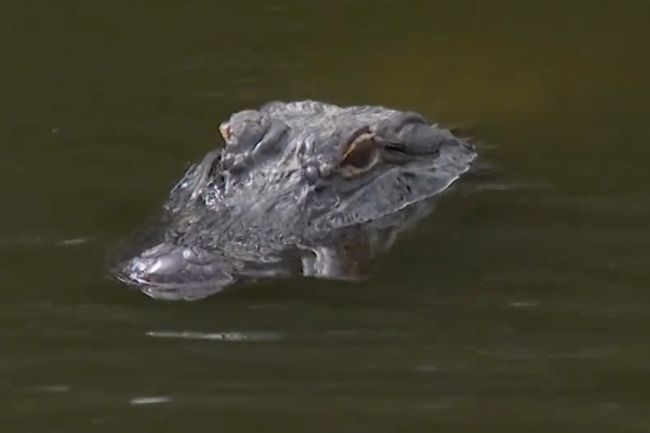 PGA Tour, Sanderson Farms 24 j4, CC of Jackson, Videos de Golf, Vince Whaley,